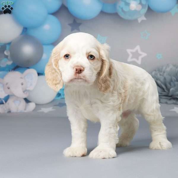 Bowe, Cocker Spaniel Puppy